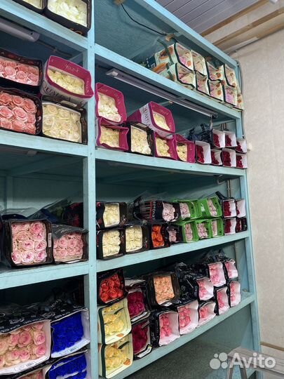 Розы эквадор