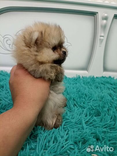 Померанский шпиц медвежьего типа