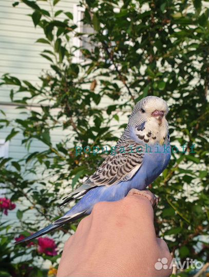 Птенцы Выставочные волнистые попугаи