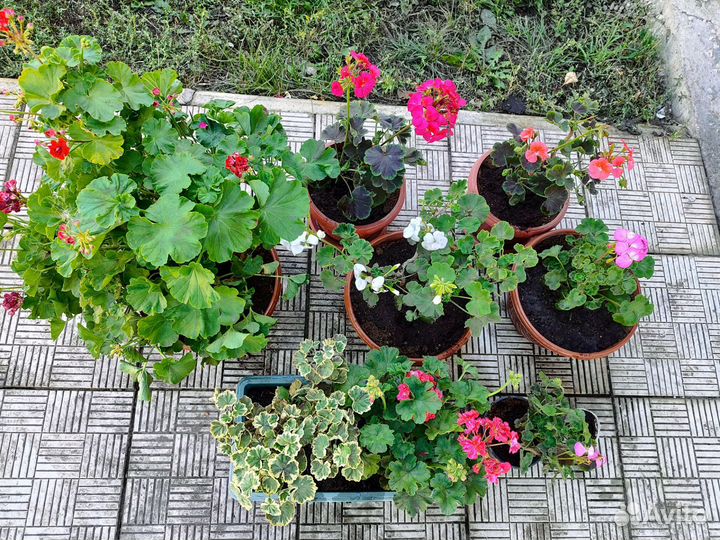 Пеларгонии сортовые