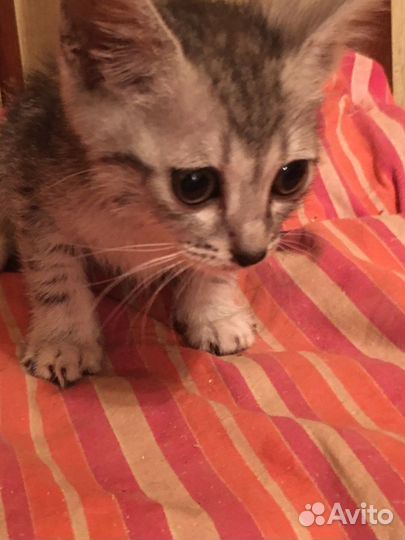 Котенок в семью