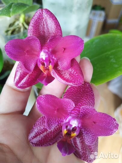 Орхидея Бабочка P.Mituo King ‘ES’