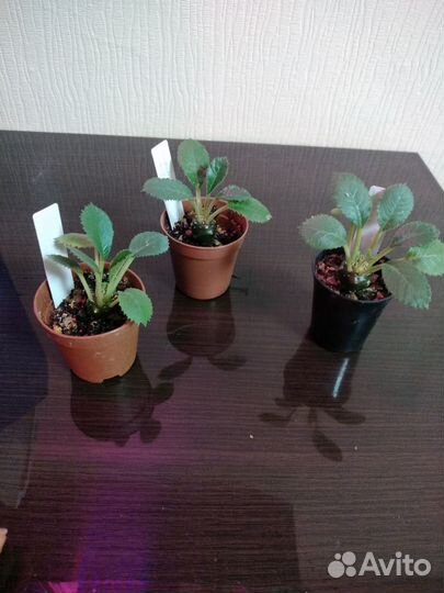 Дорстения, суккулент (dorstenia f. cristata)