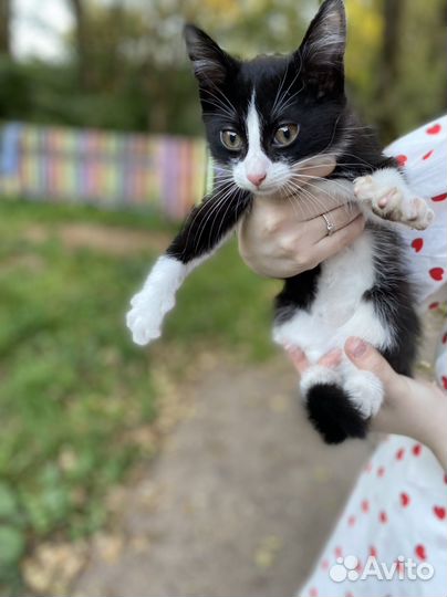 Котенок бесплатно