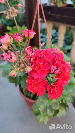 Пеларгония герань лиа - Марцелина