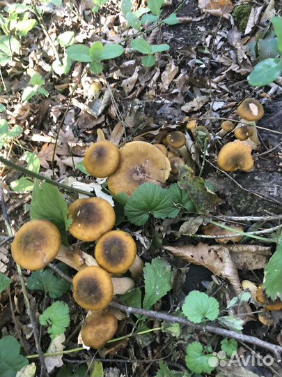 Грибы опята маринованные