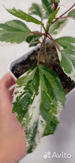 Гибискус или китайская роза пестролистный