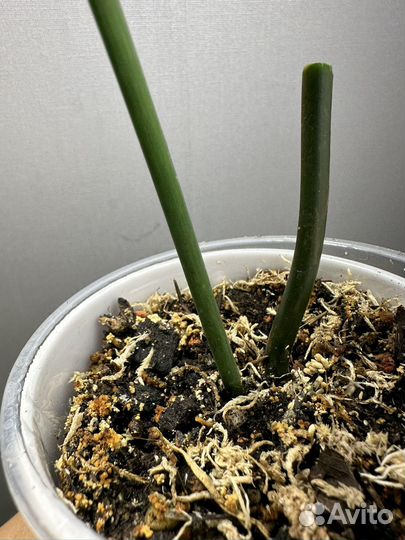 Филодендрон Felix Феликс