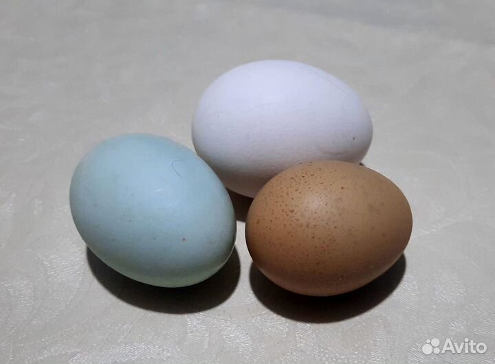 Инкубационное яйцо Кремового Легбара