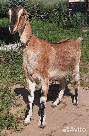 Козочка ламанча
