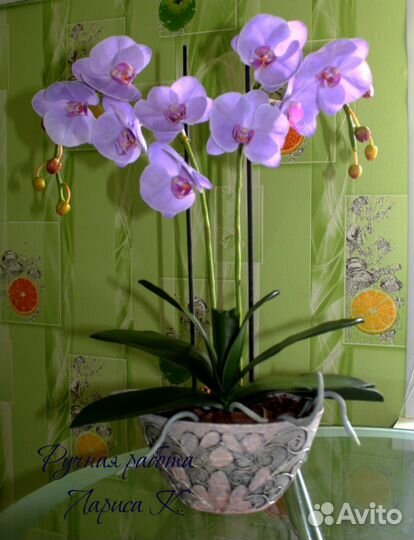Орхидеи