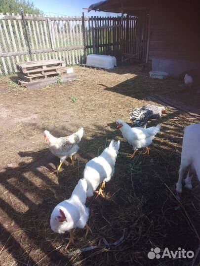 Продам петухов 6 месяцев на племя.На мясо нет