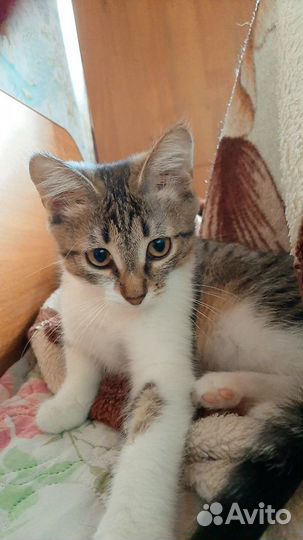 Отдам в добрые руки