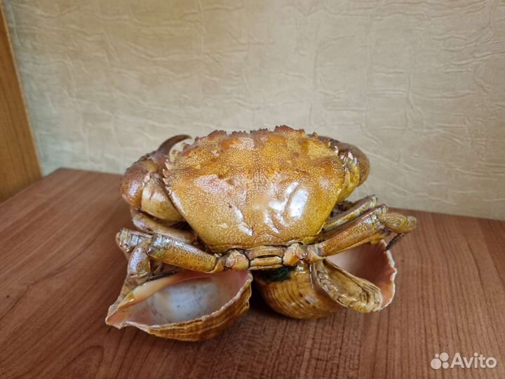 Краб на ракушах