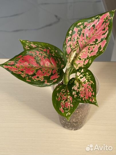 Сортовые аглаонемы