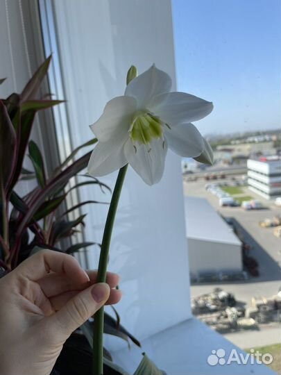 Амазонская лилия Эухарис