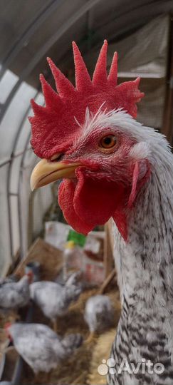 Петушки Борковская Барвистая, Кучинская,Маран ч/м