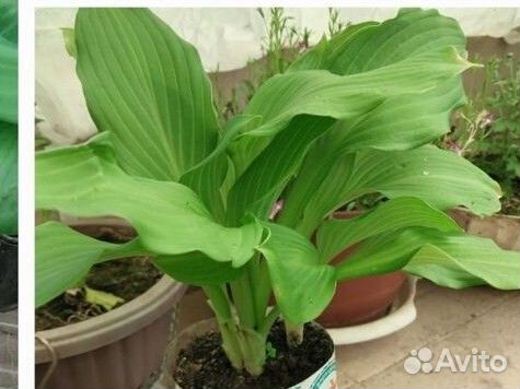 Хризантемы,хосты,примула,лобелии,очиток