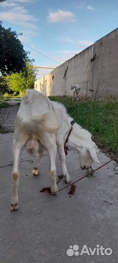 Зааненские козлики
