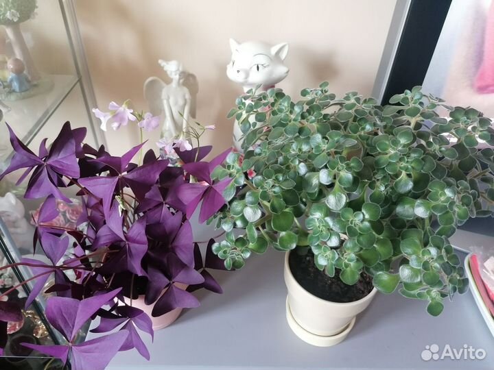 Оксалис фиолетовый