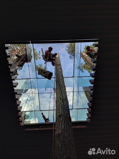 Спил деревьев, расчистка участков, дробление пней