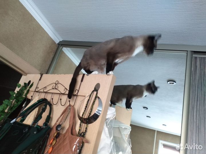 Отдам в добрые руки сиамскую кошечку 2 года 2 меся