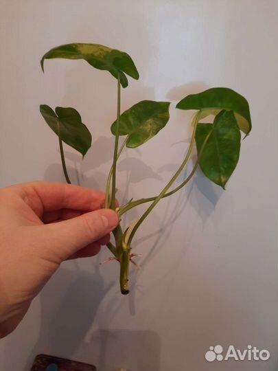 Филодендрон бурле макс вариг