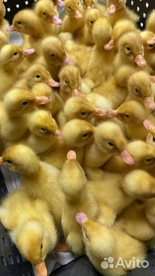 Утята Черри-Велли в Новопокровском районе