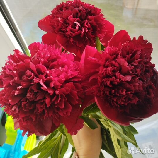 Пионы букет, на срез
