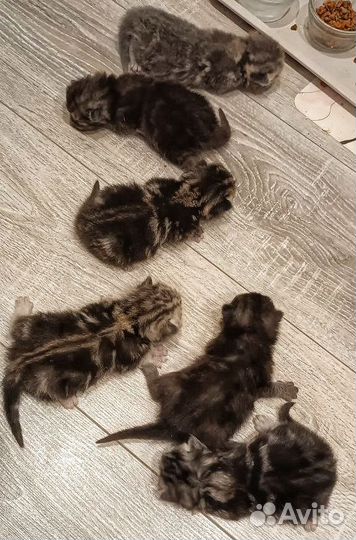 Шотландские котята