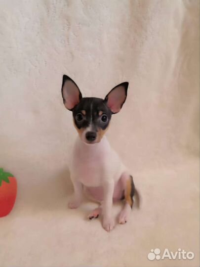 Американский той фокстерьер