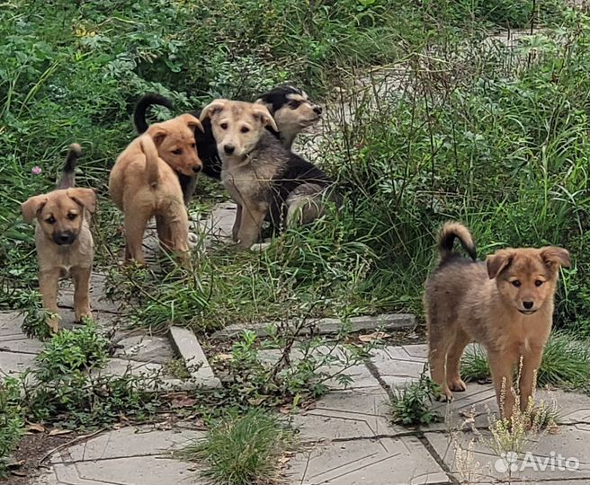 Щенок в добрые руки бесплатно