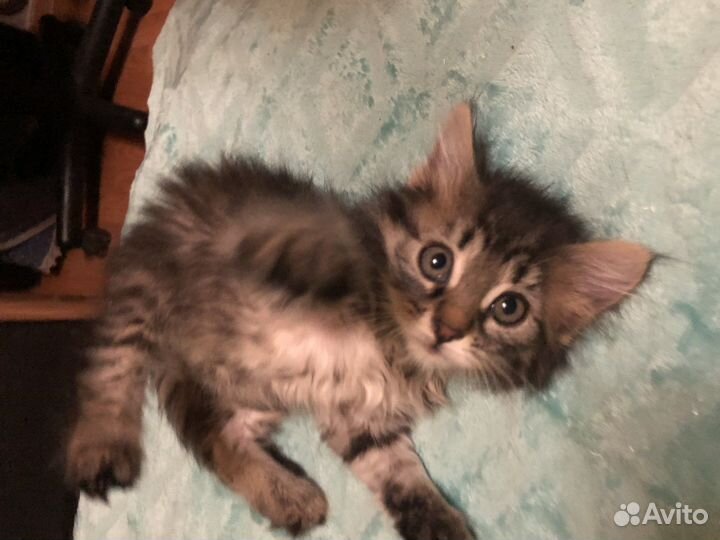 Котенок девочка месяц