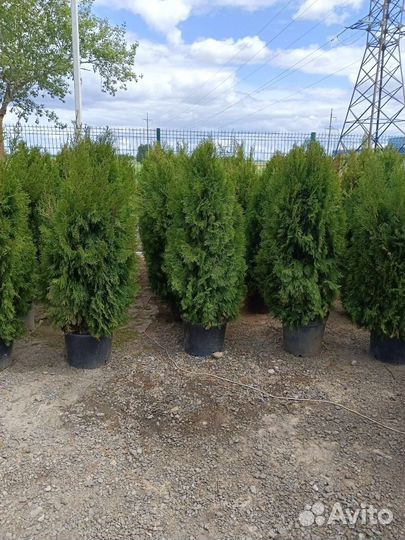 Туя смарагд