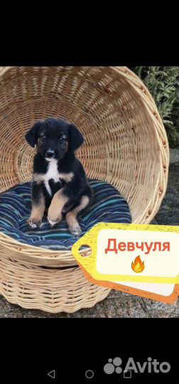 Щенульки в добрые руки