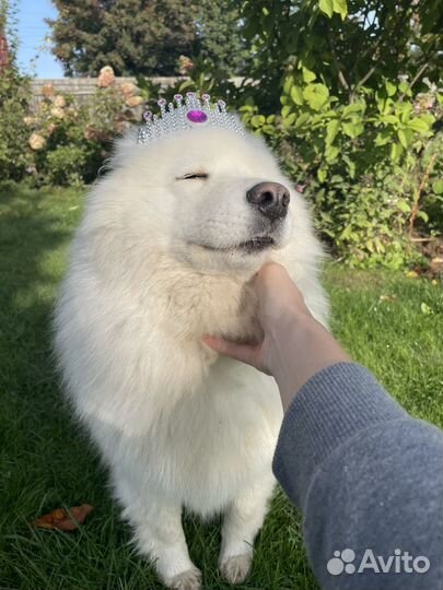 Шерсть самоеда