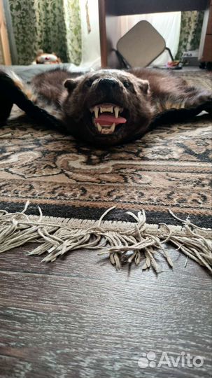 Шкура росомахи