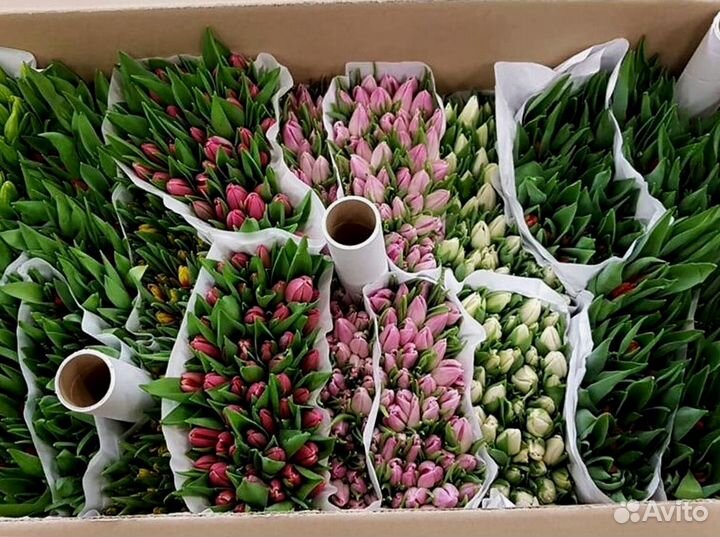 Тюльпаны оптом в наличии
