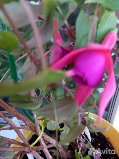 Фукция розовофиалетовая