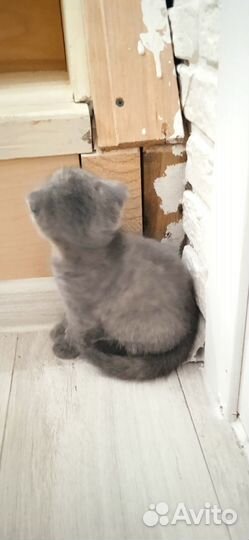 Кошка в дар бесплатно