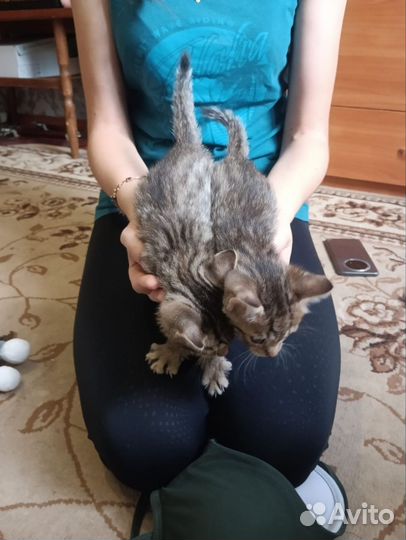 Бенгальская кошка
