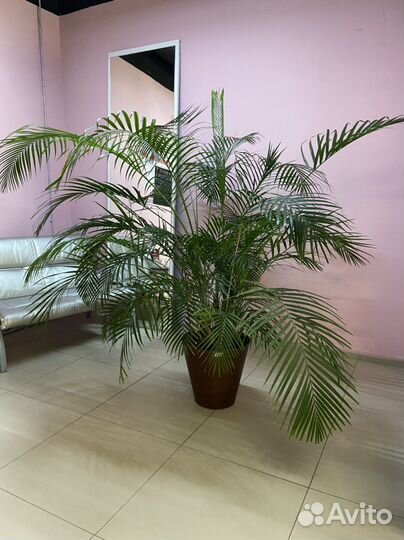 Пальма хамедорея