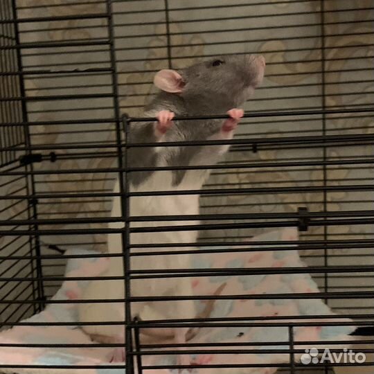 Крыса дамбо с клеткой