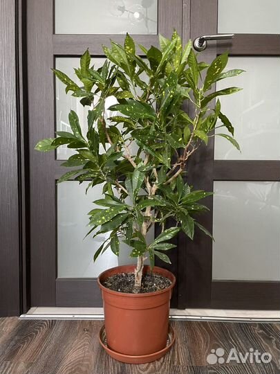 Кротон Голд даст