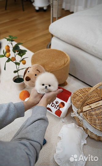 Микро малыш Майк Тайсон померанский шпиц