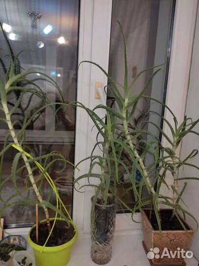 Комнатные цветы алоэ