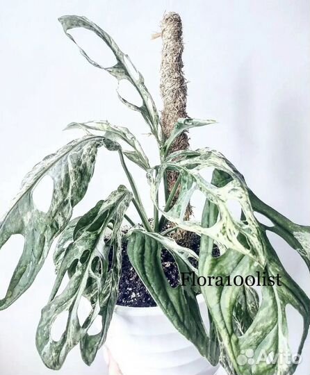 Монстера вариегатная Адансона