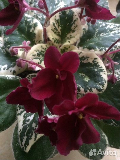 Свежесрезанные листики фиалок