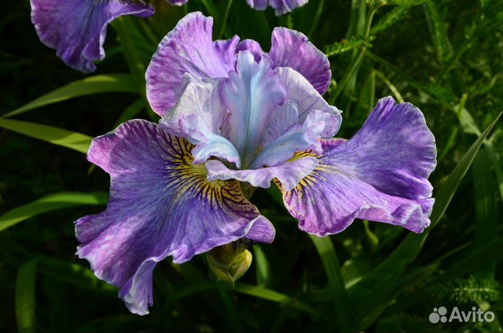 Сибирские и японские ирисы