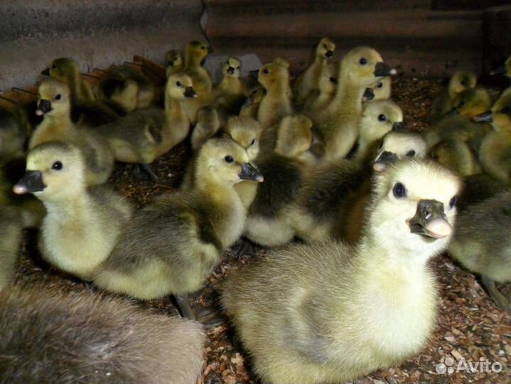 Гусята, мулард, утка бройлерная